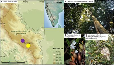 Persistent Effects of Historical Selective Logging on a Vascular Epiphyte Assemblage in the Forest Canopy of the Western Ghats, India